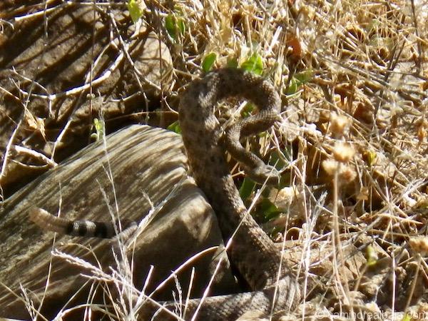A rattlesnake on the mission trail is ready to strike.